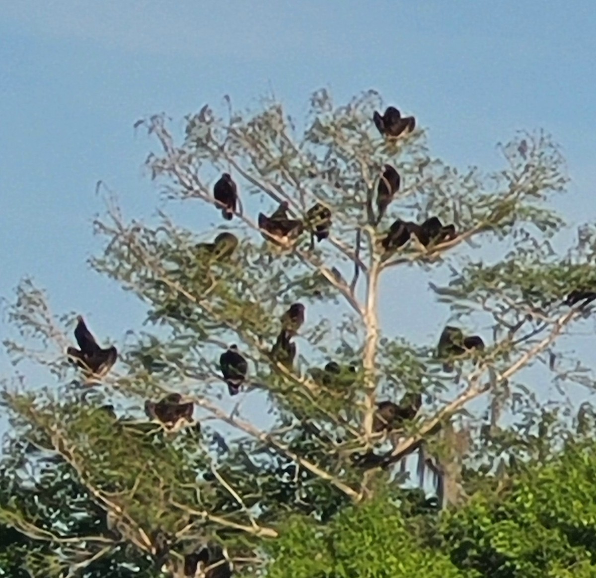 new world vulture sp. - ML616028193