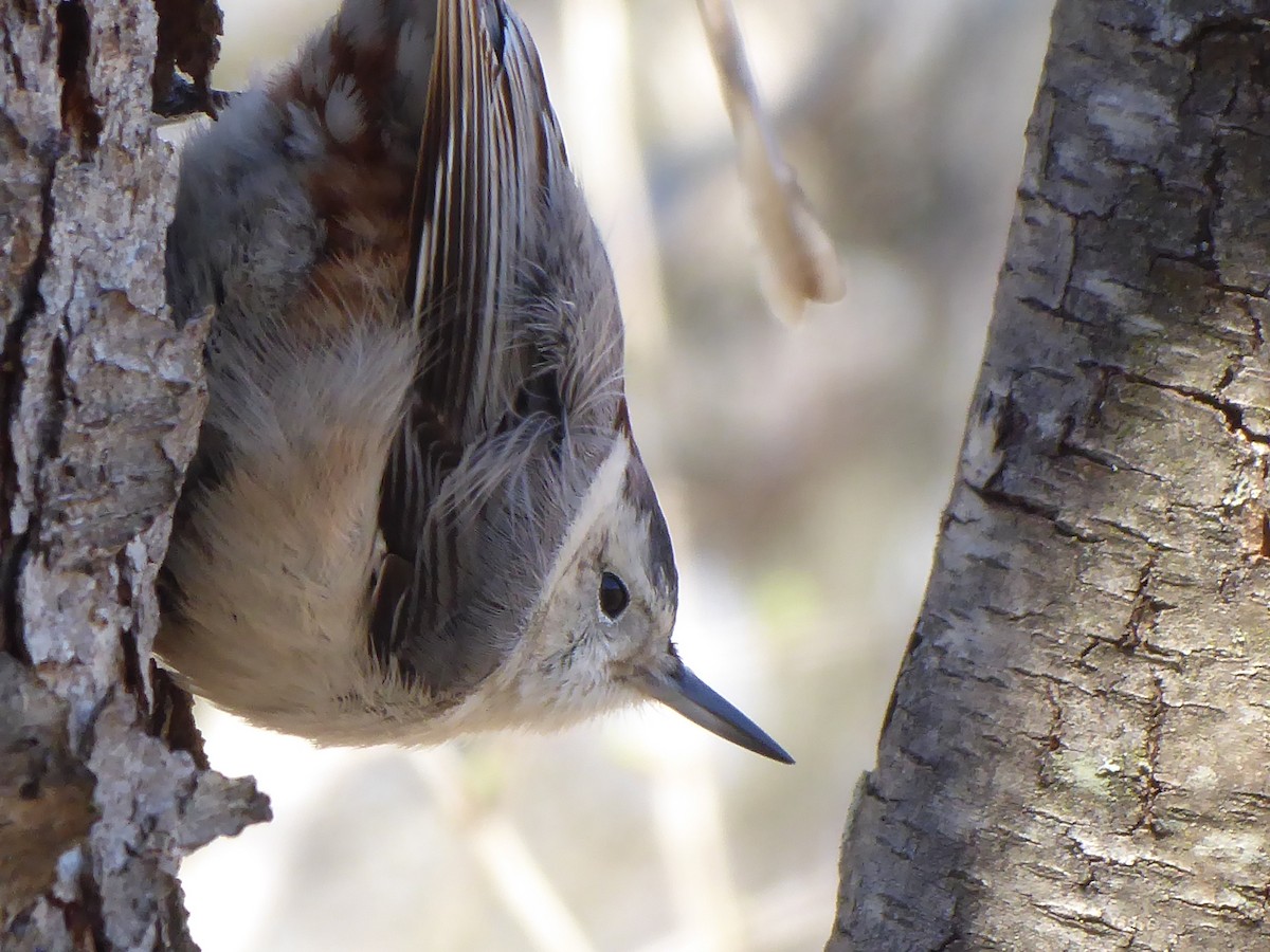 White-breasted Nuthatch - ML616028207