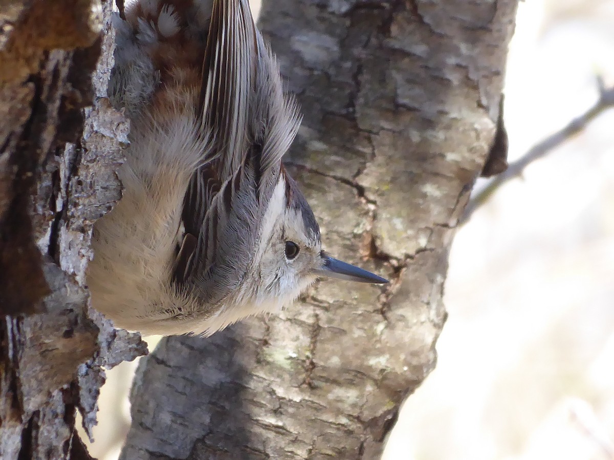 White-breasted Nuthatch - ML616028222