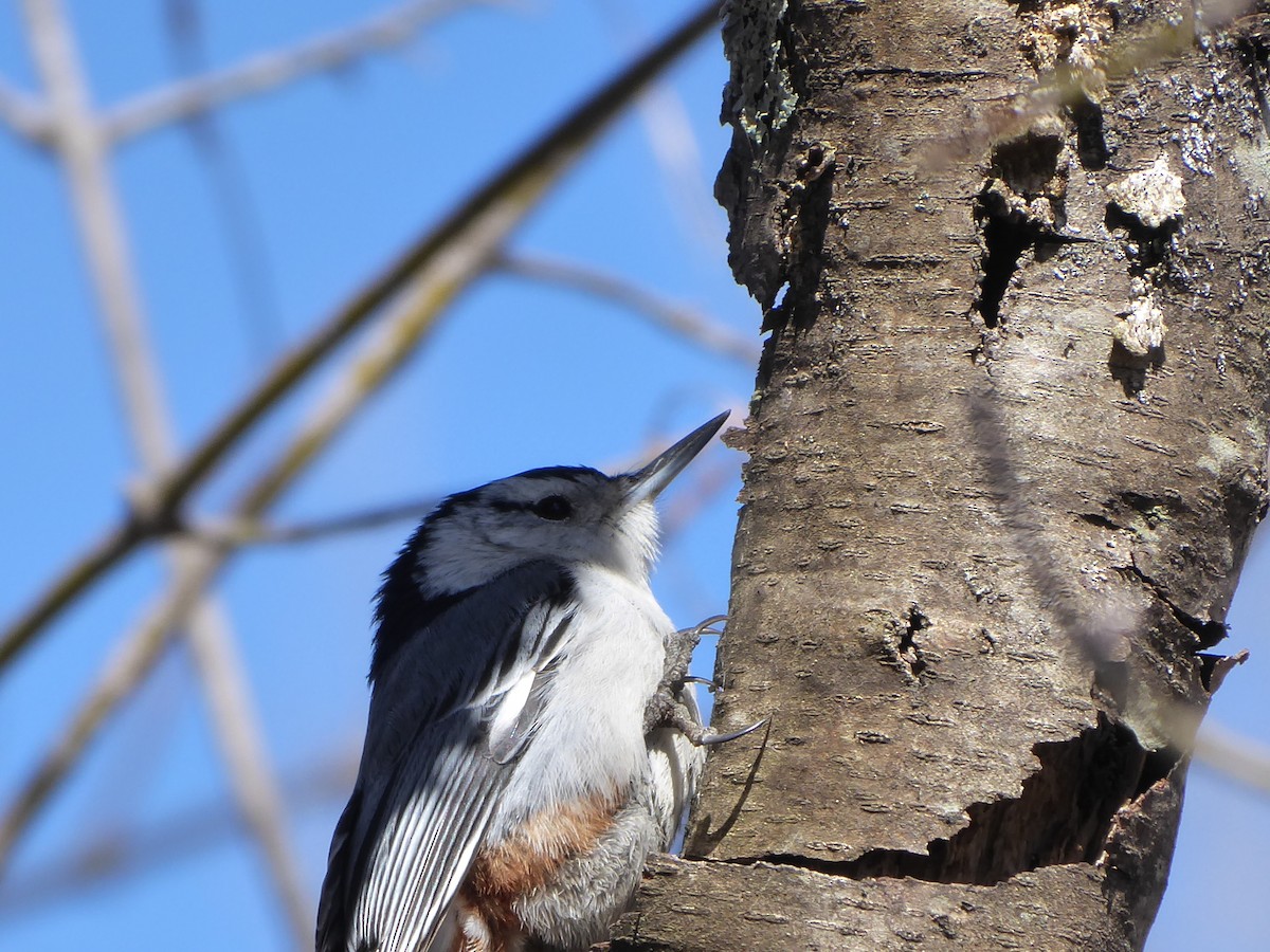 White-breasted Nuthatch - ML616028238