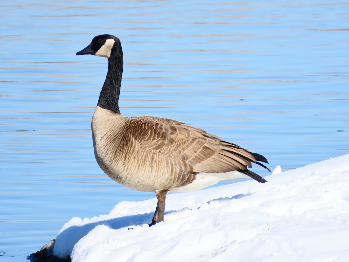 Canada Goose - ML616028341