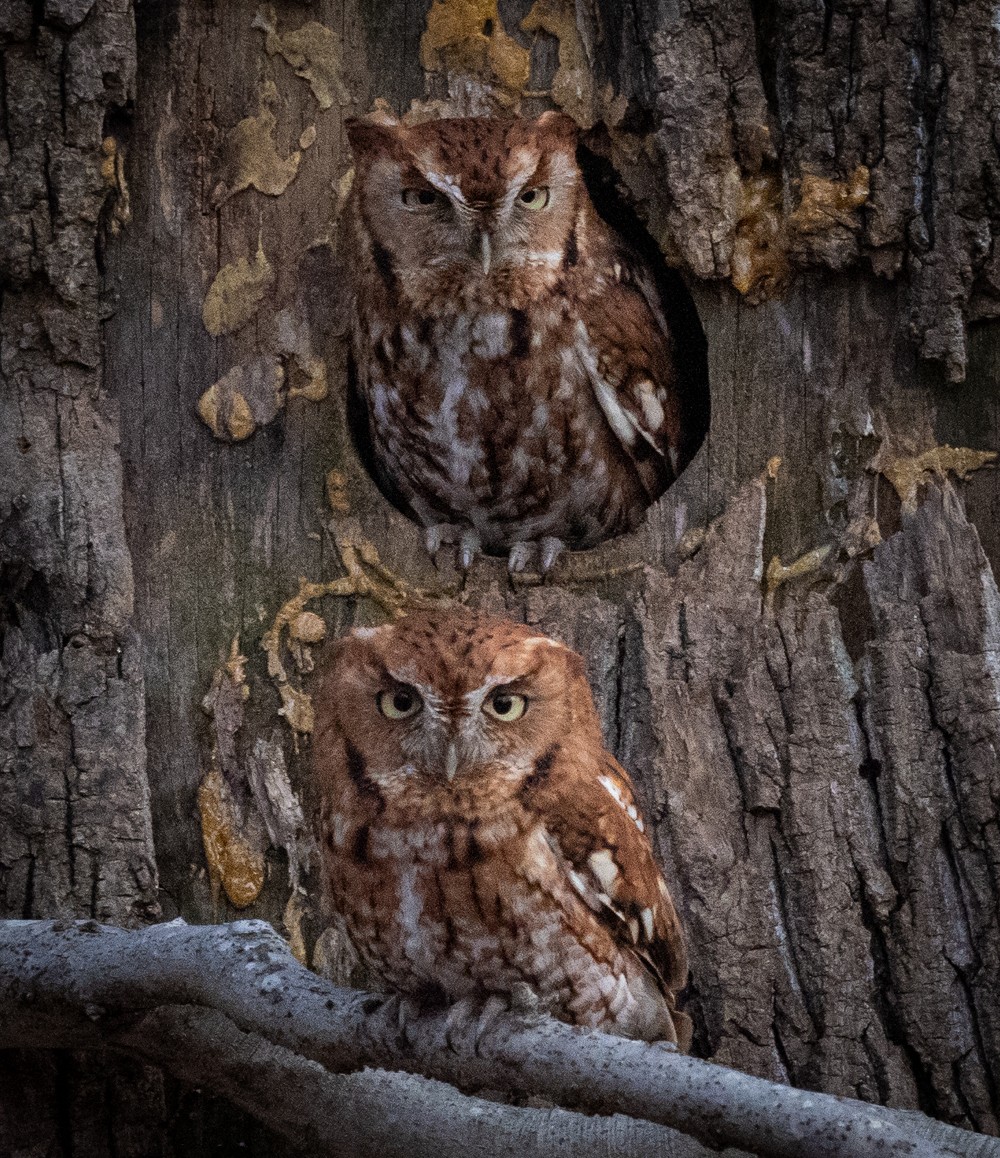 Eastern Screech-Owl - Thomas Haycraft