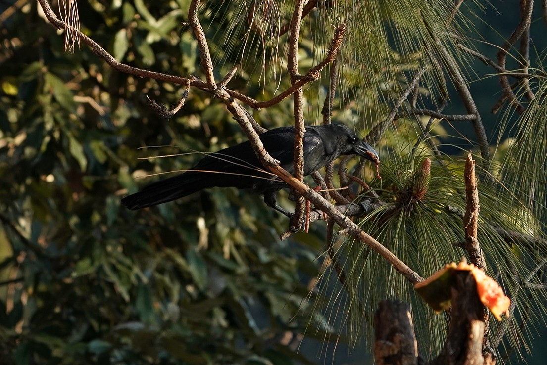 Large-billed Crow - ML616028424