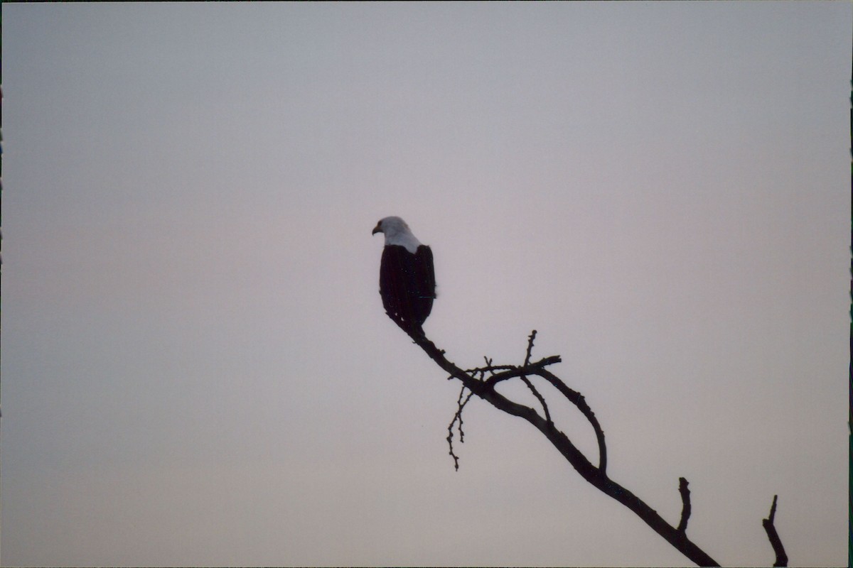 African Fish-Eagle - Itay Berger