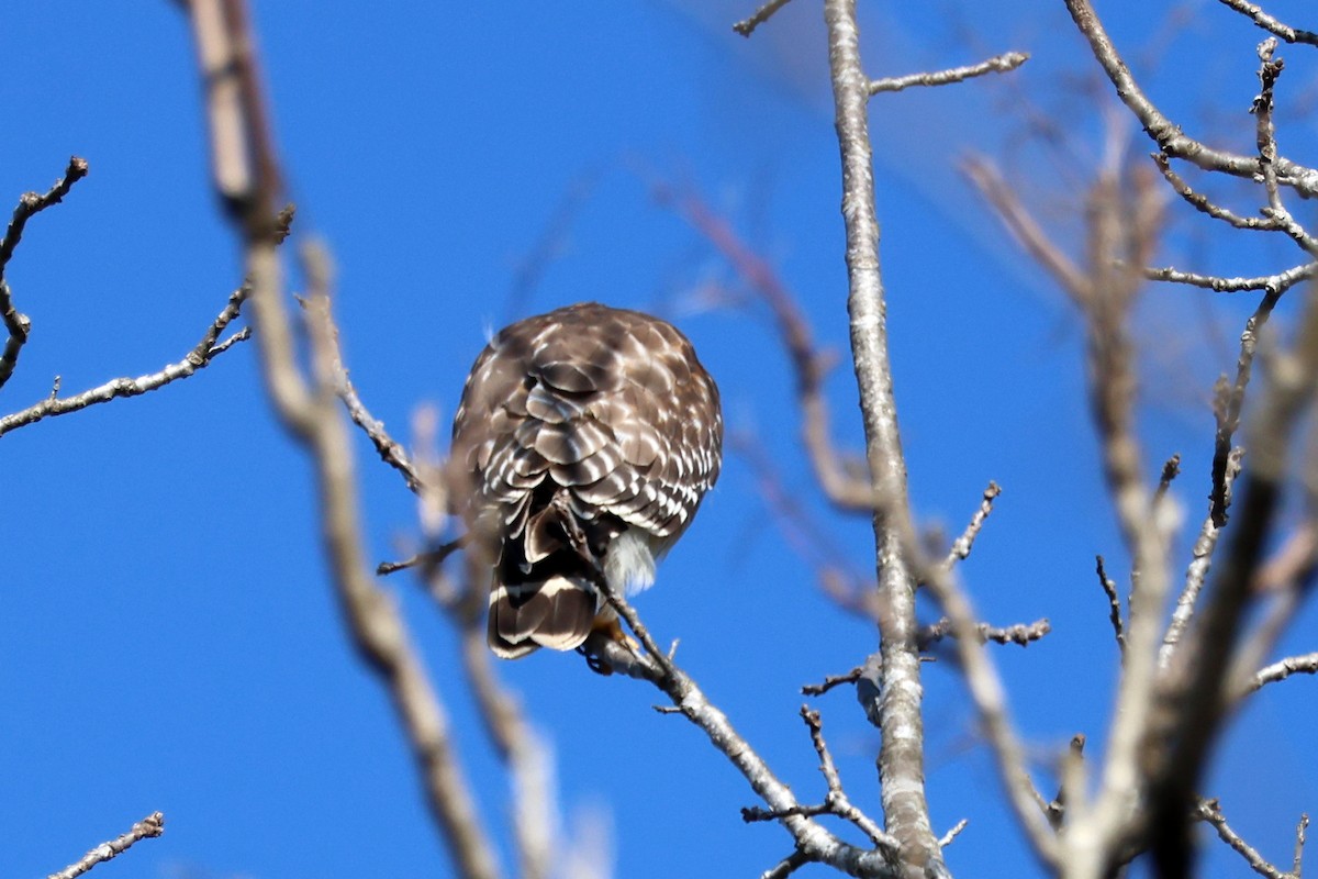 Red-shouldered Hawk - ML616028507