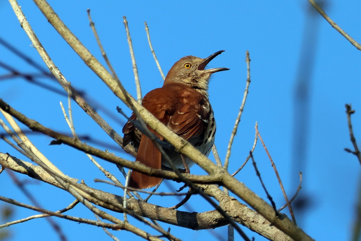 Brown Thrasher - ML616028509