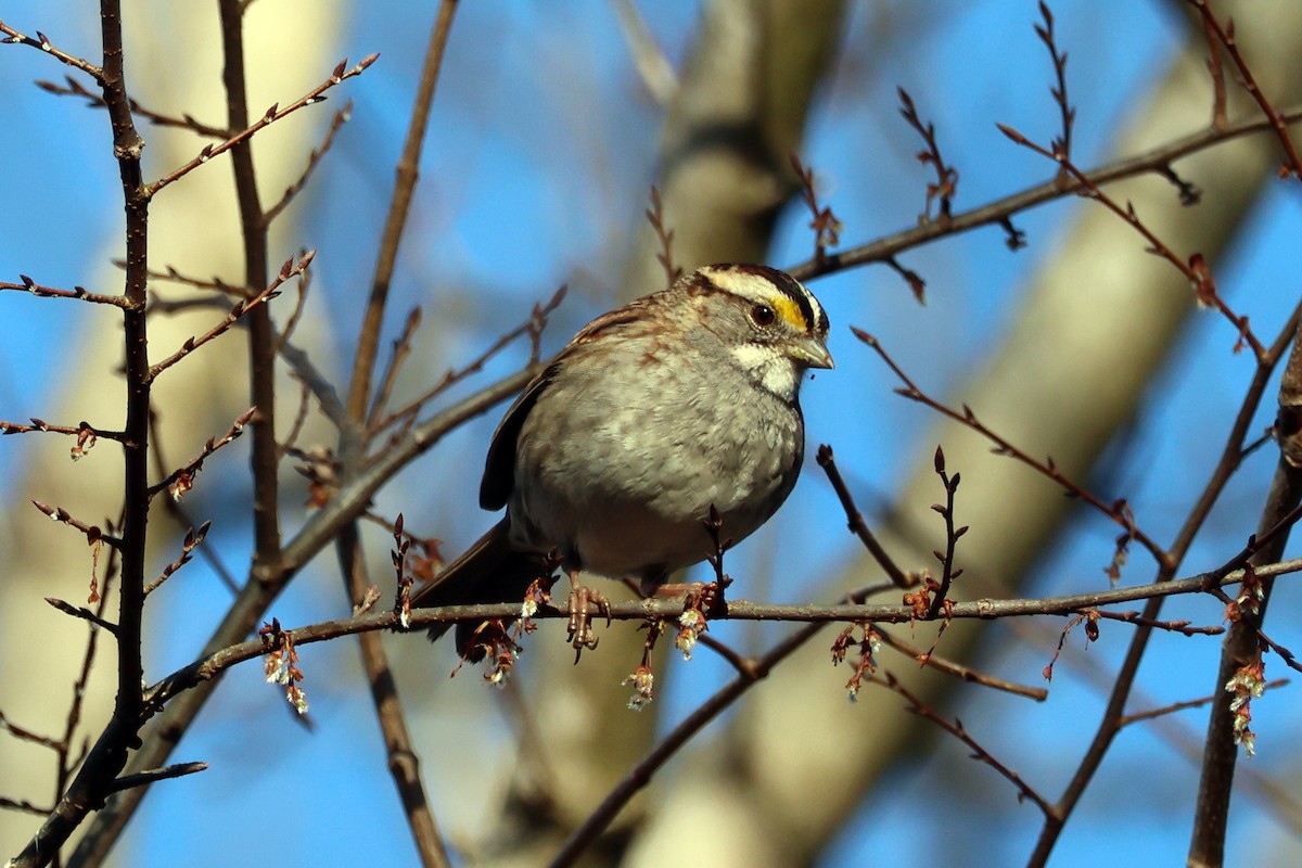 White-throated Sparrow - Vern Bothwell