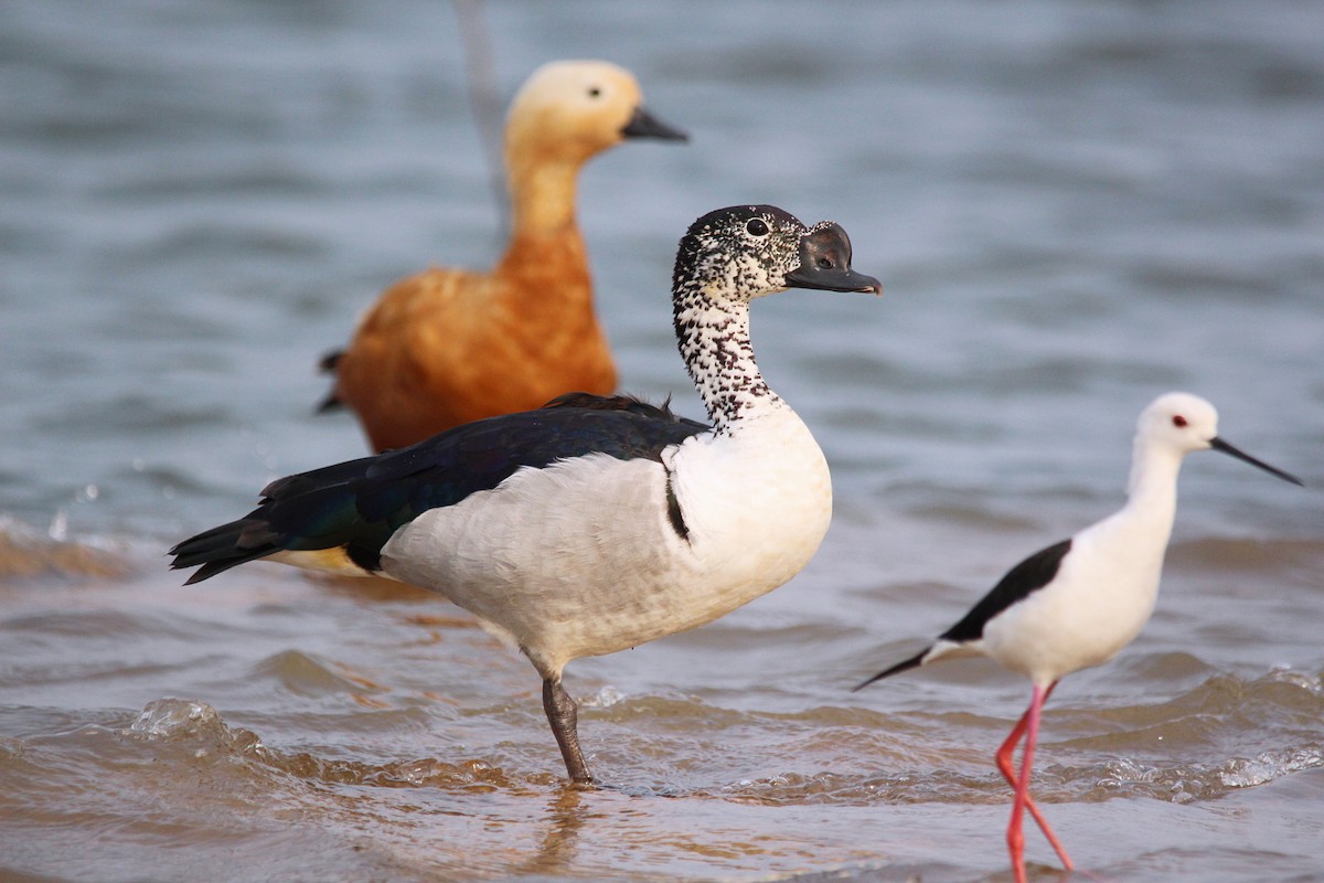 Canard à bosse - ML616028519