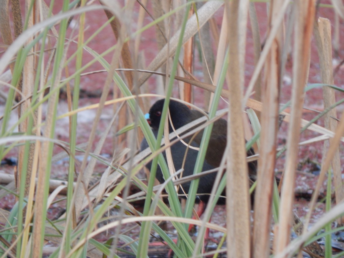 Plumbeous Rail - Tiziano Luka