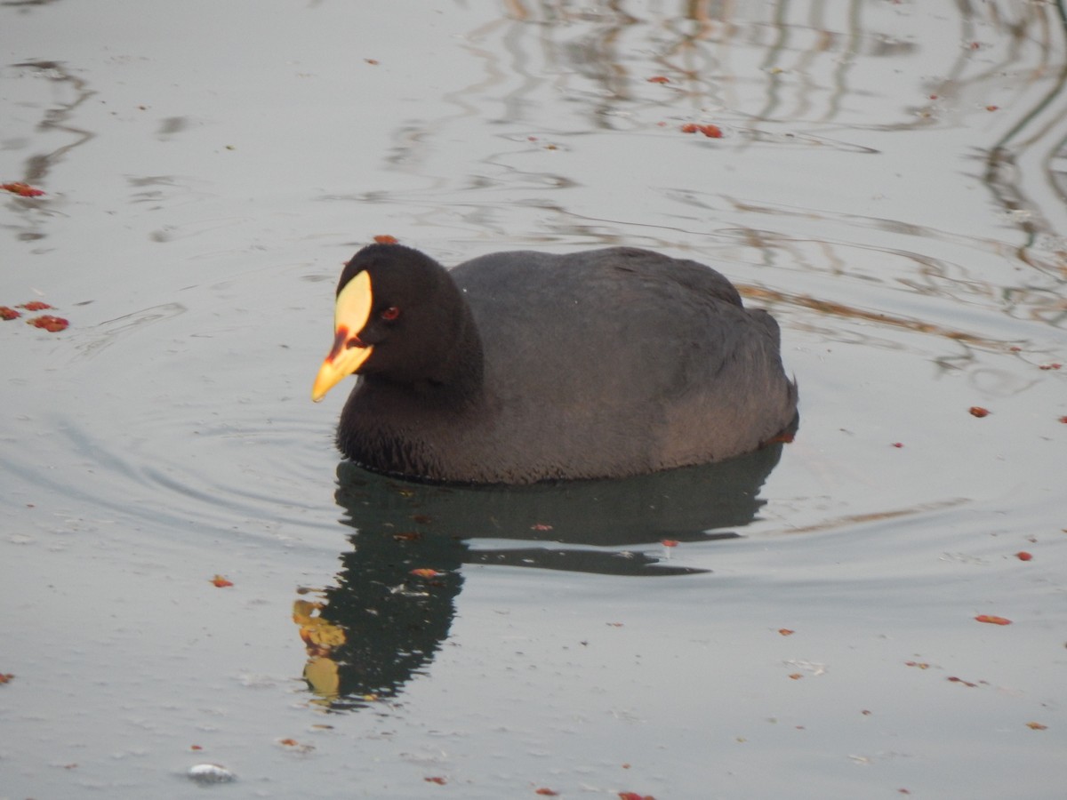 Foulque à jarretières - ML616028530