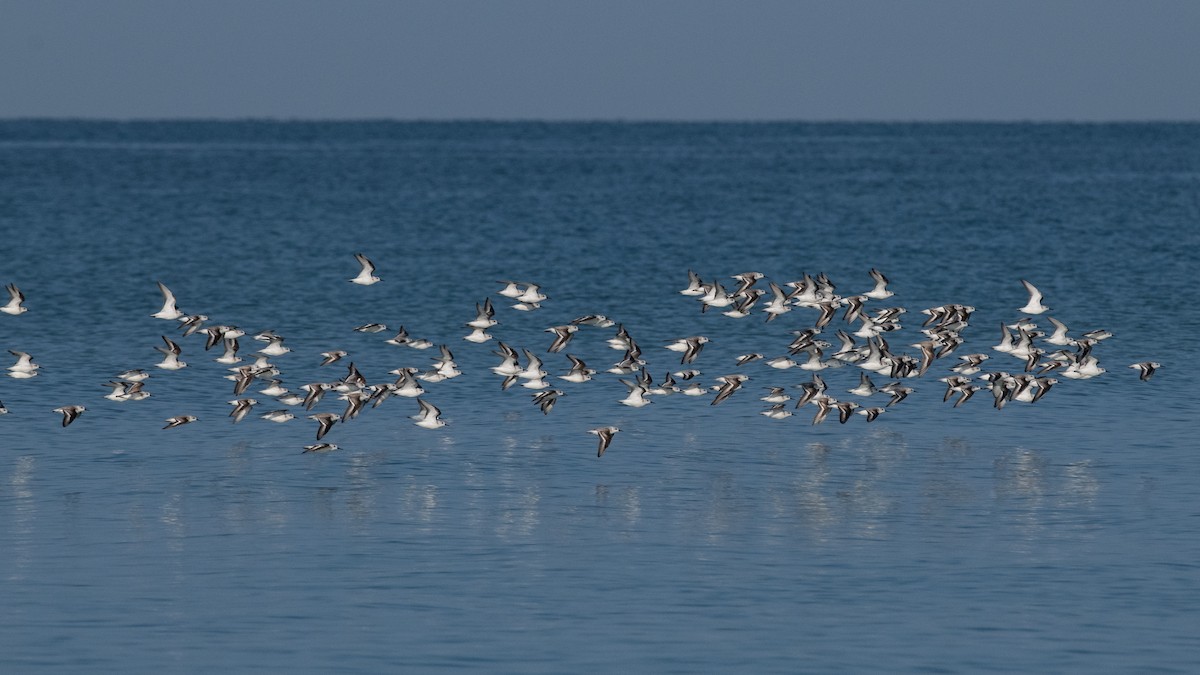 Bécasseau sanderling - ML616028541