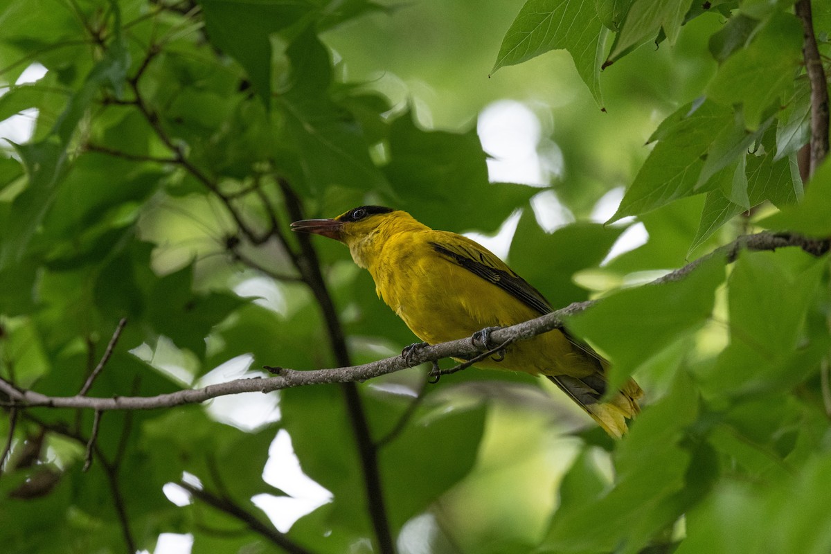 Black-naped Oriole - マリン 宝鐘