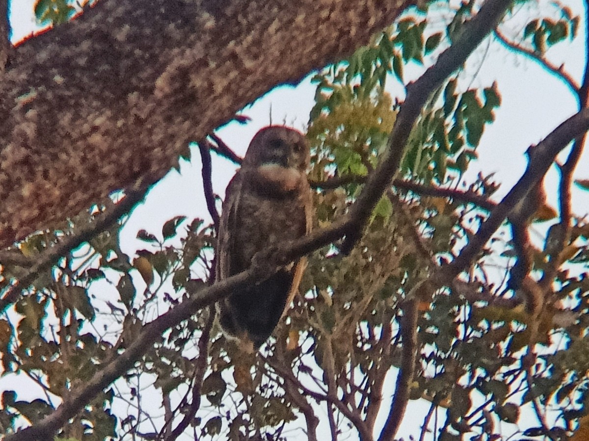 Mottled Wood-Owl - Jaimin Makwana