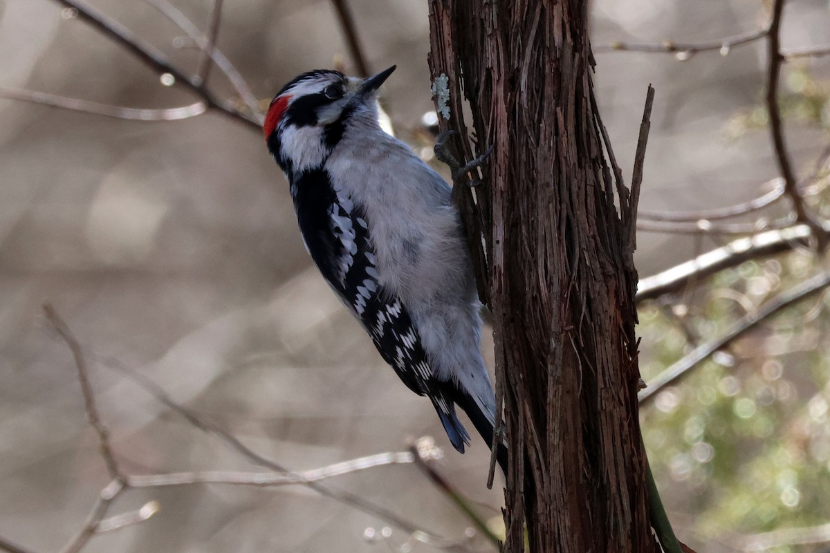 Downy Woodpecker - ML616028673