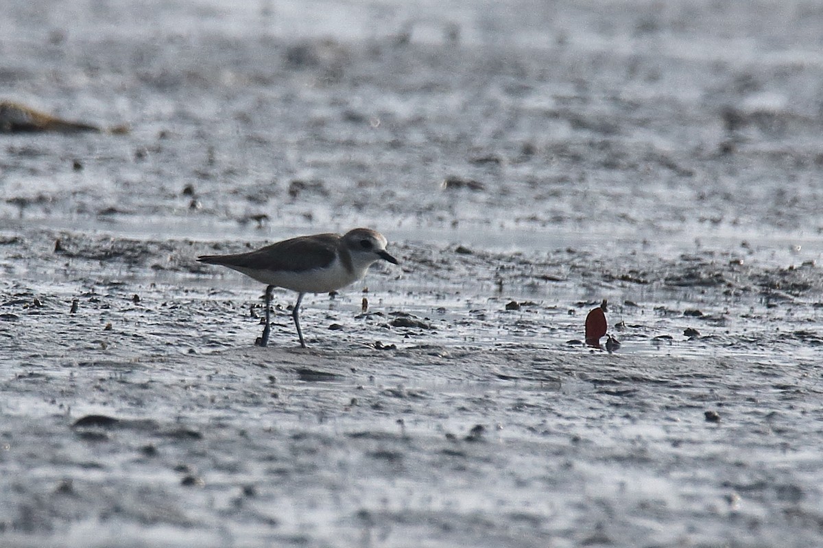 Tibetan Sand-Plover - Harshith JV