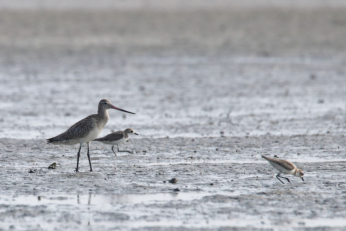 Eurasian Curlew - ML616028719