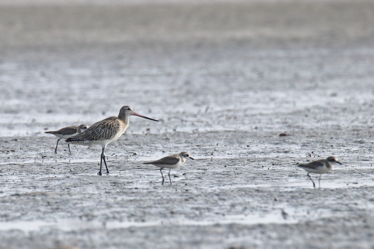 Eurasian Curlew - ML616028721