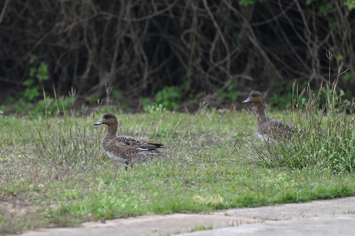 Eurasian Wigeon - ML616028768