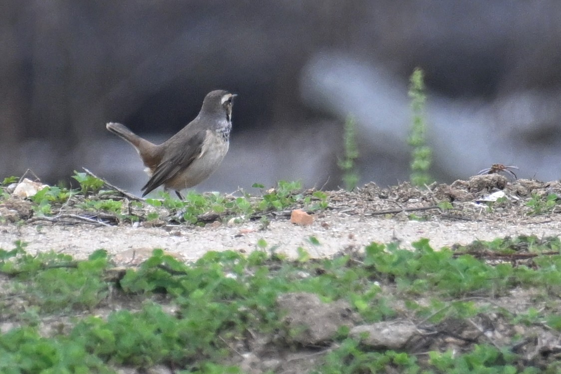 Bluethroat - ML616028776