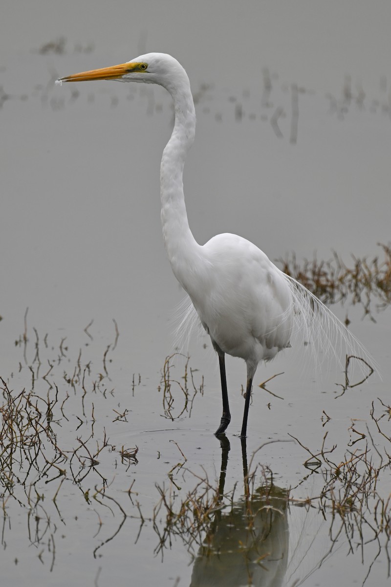 Great Egret - ML616028779