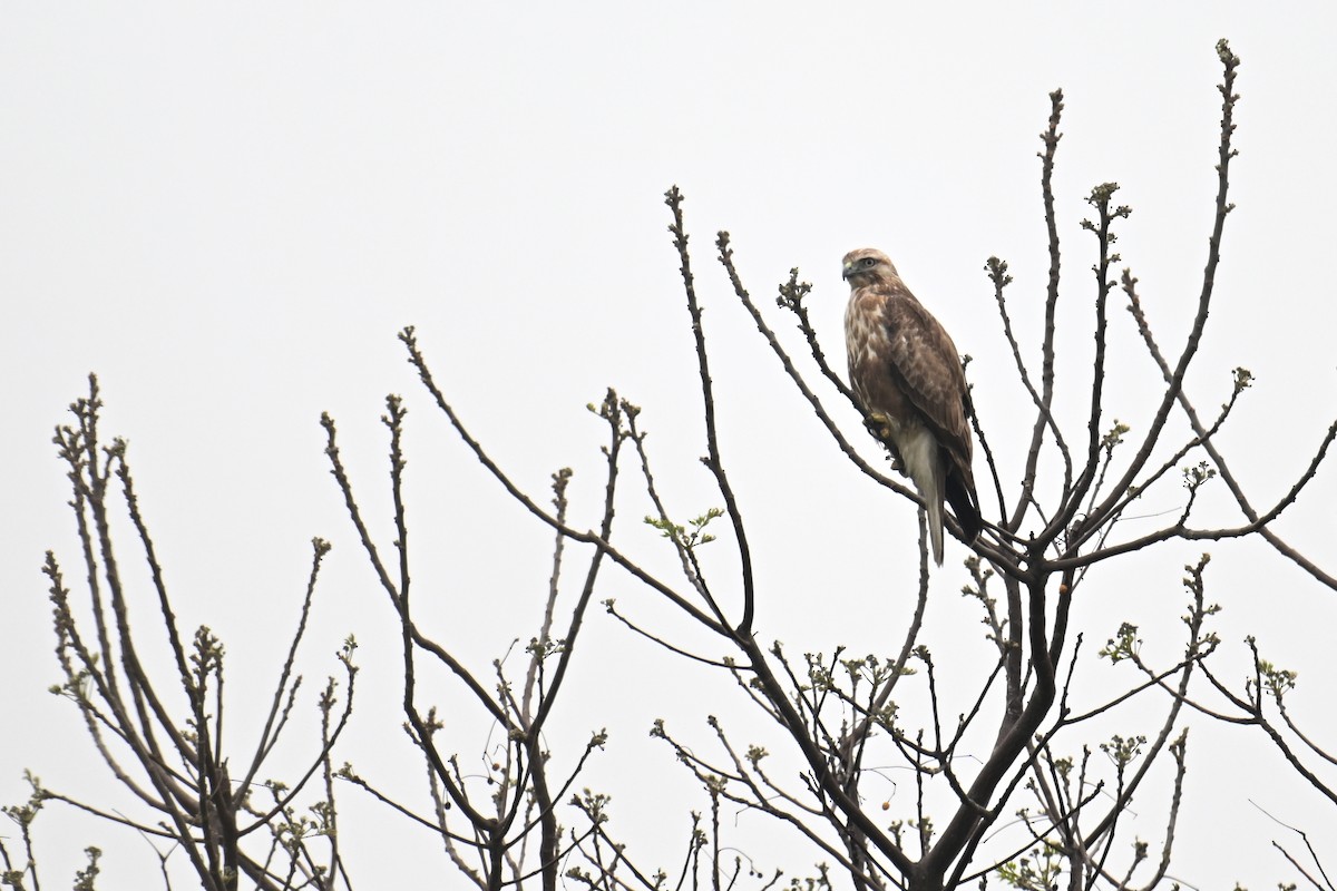 Eastern Buzzard - Ting-Wei (廷維) HUNG (洪)