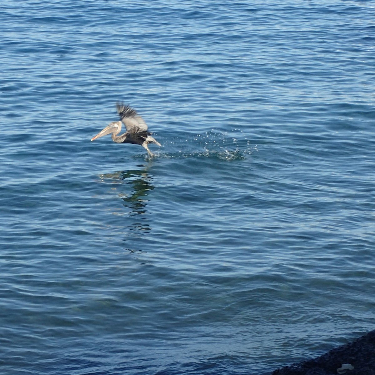 Brown Pelican - Anonymous