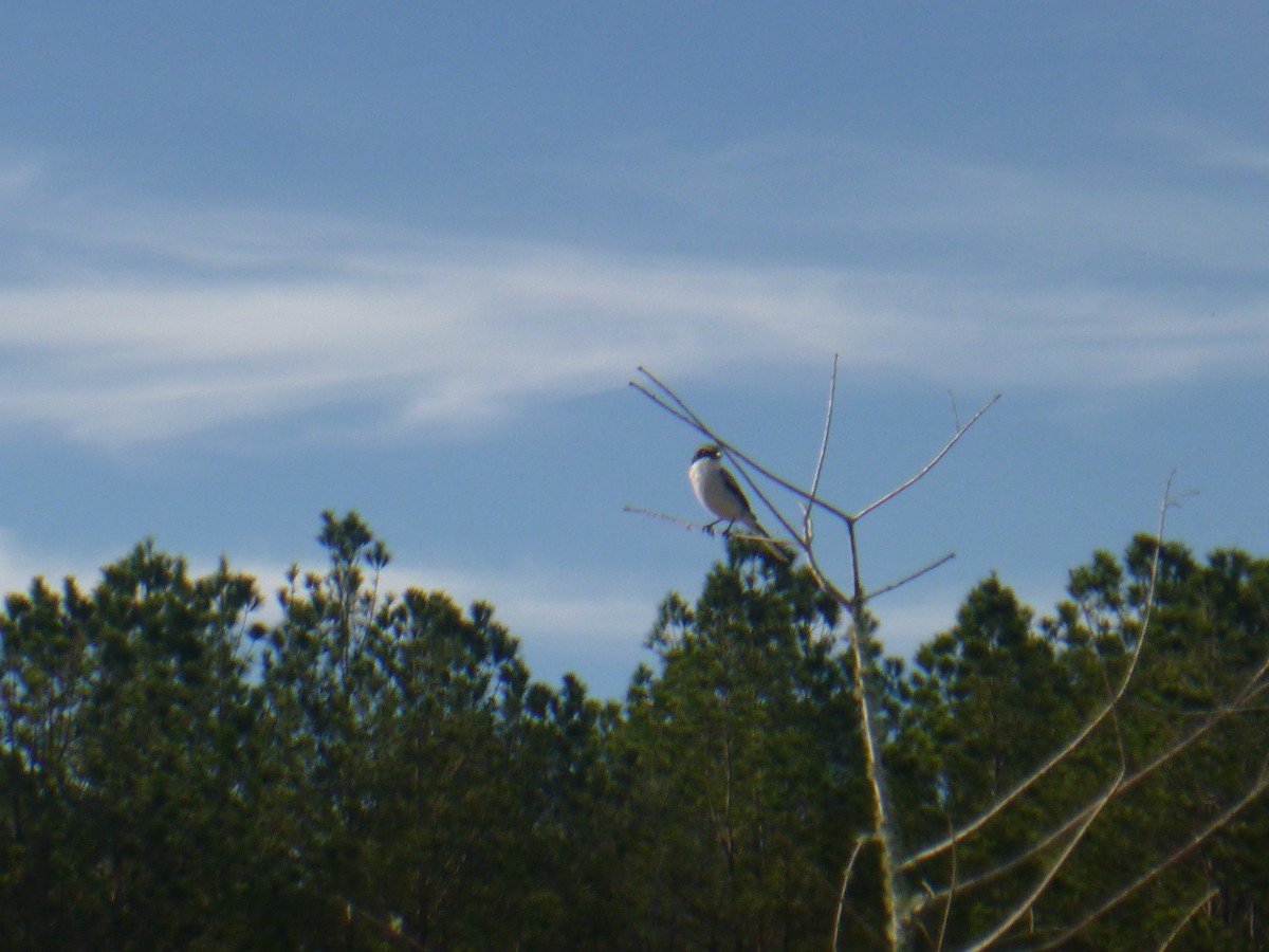 Loggerhead Shrike - ML616028803