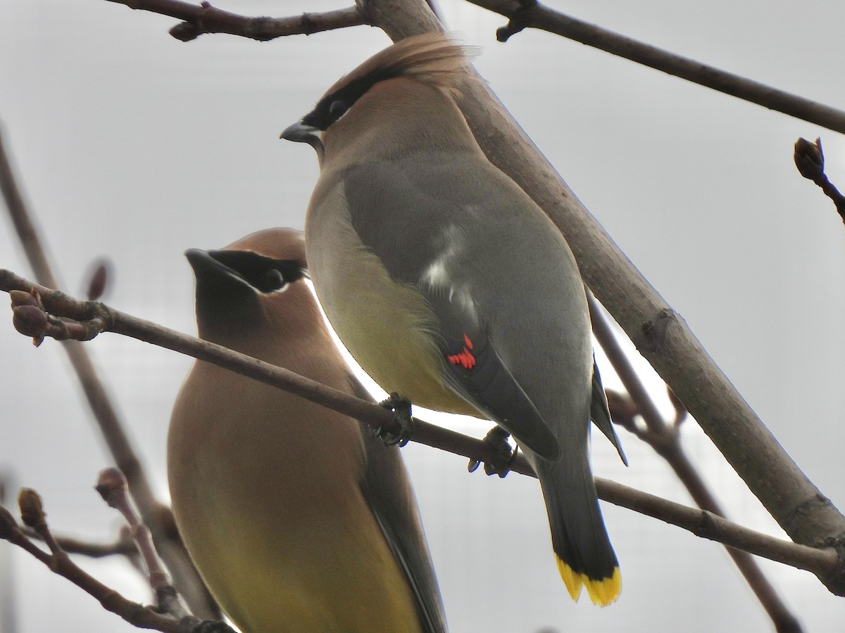 Cedar Waxwing - ML616028834