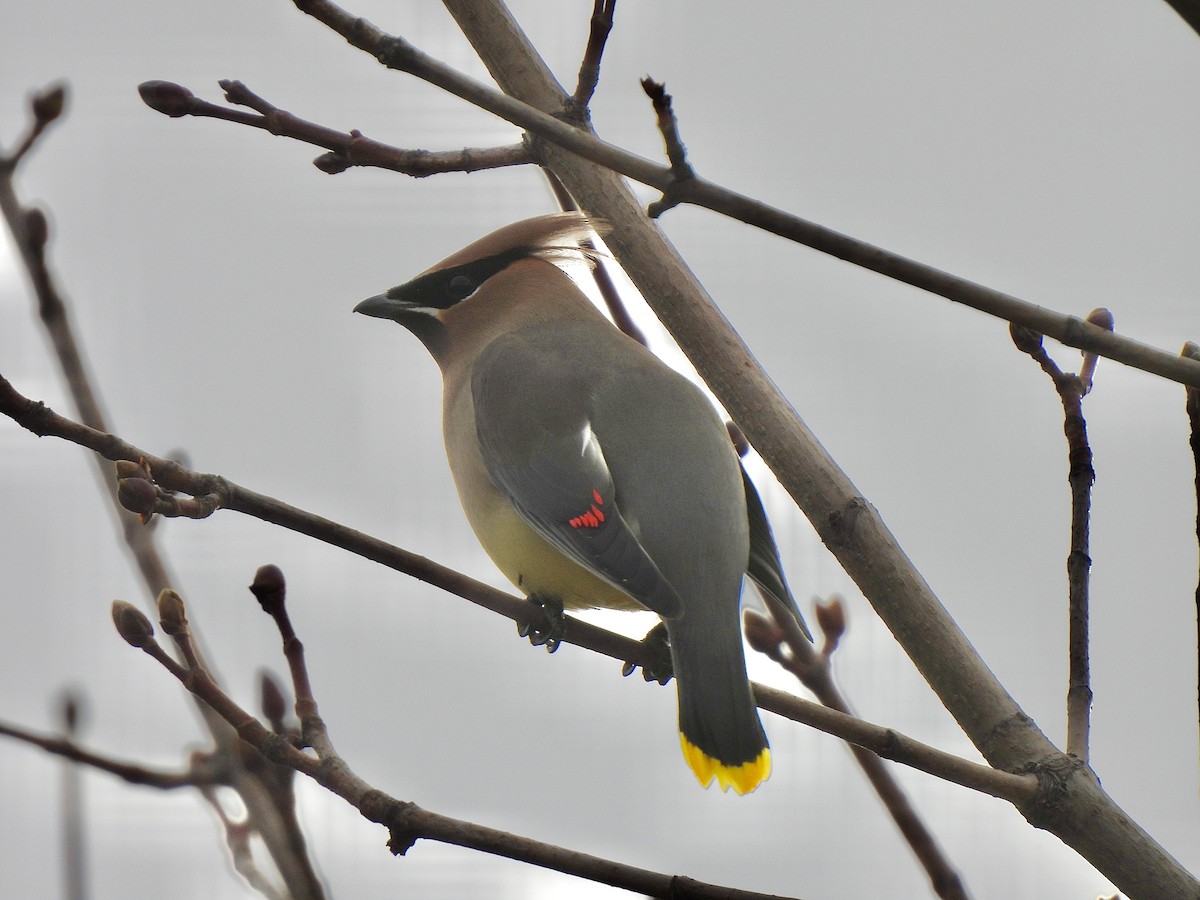 Cedar Waxwing - ML616028835