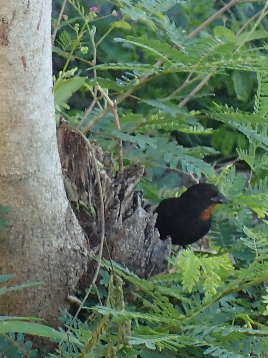 Lesser Antillean Bullfinch - ML616028838