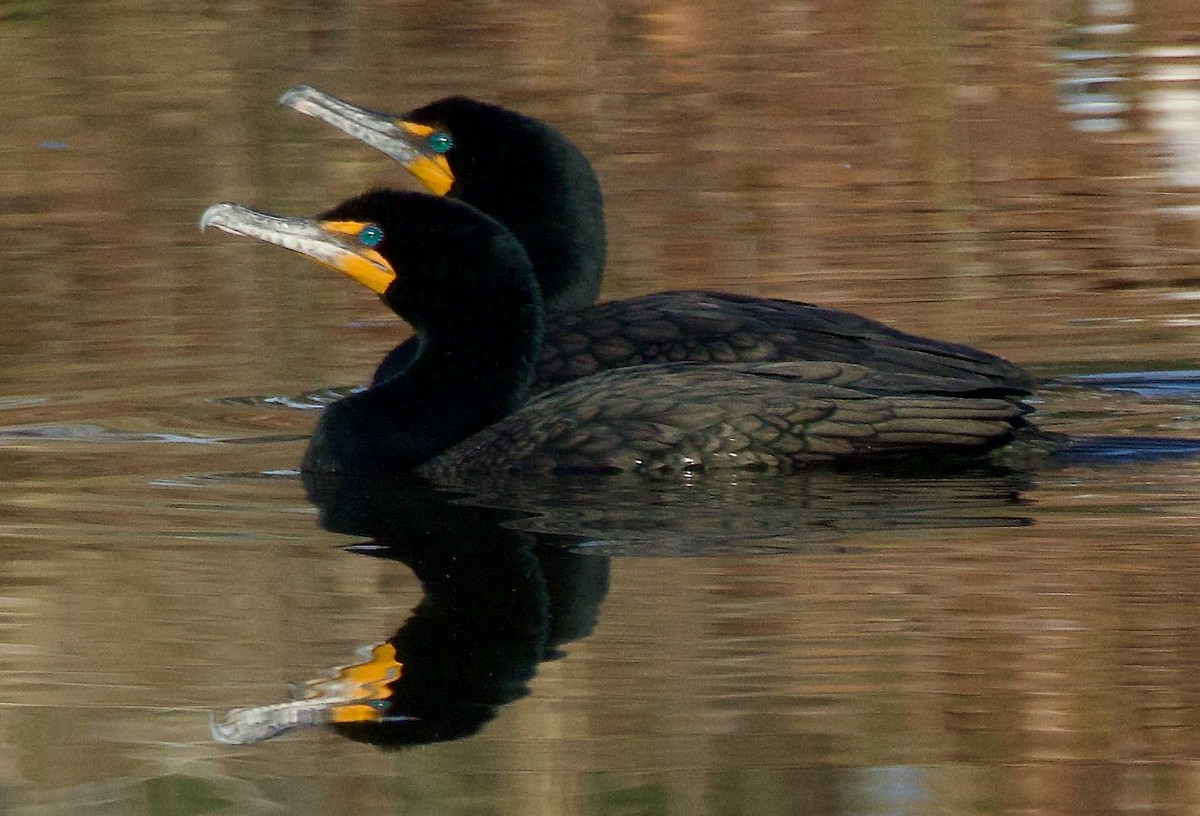 Double-crested Cormorant - ML616028996