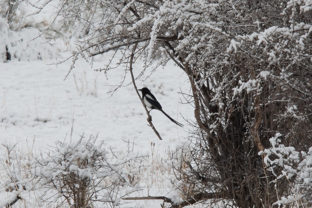 Black-billed Magpie - ML616029008