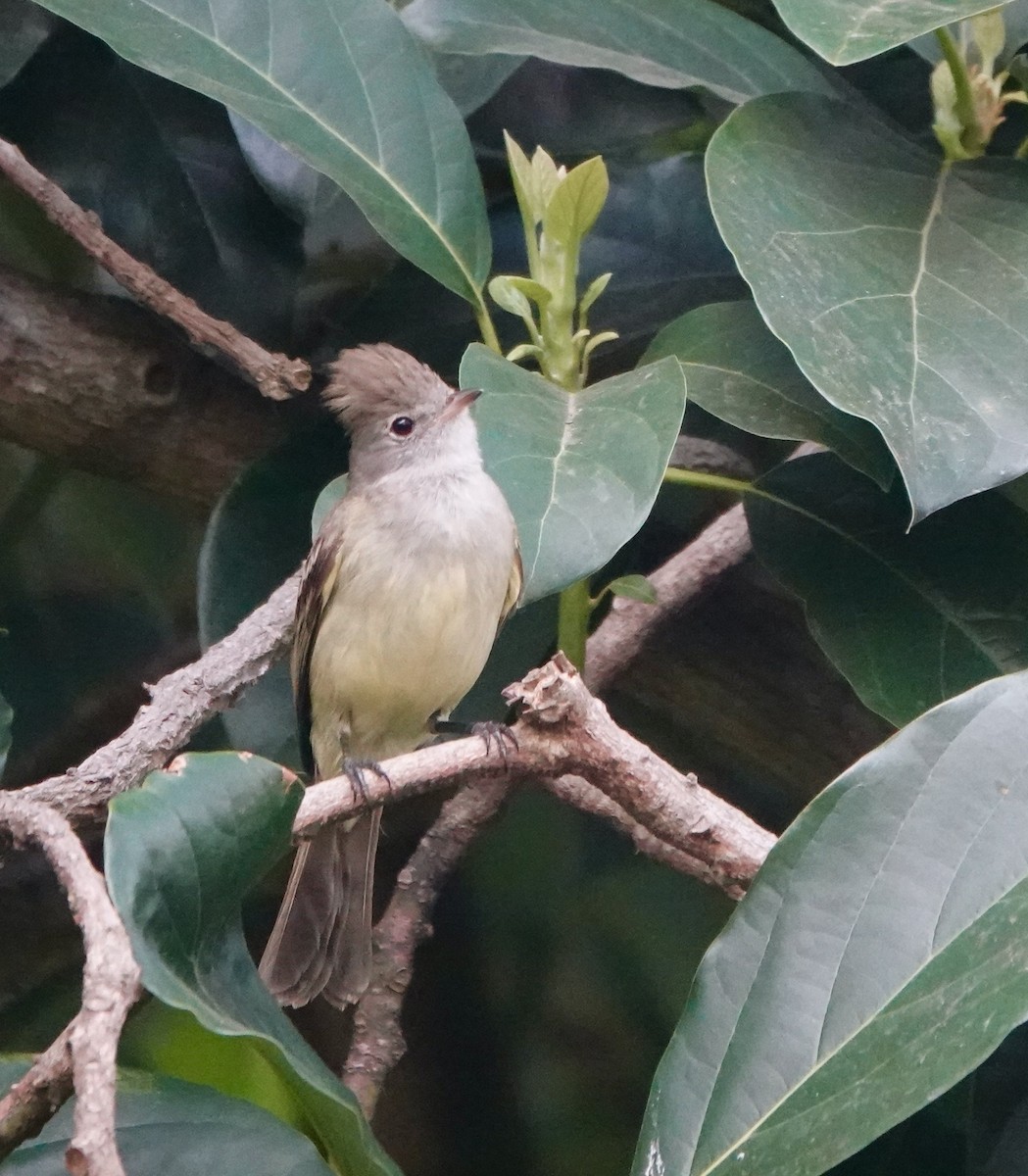 Yellow-bellied Elaenia - Ann Armour