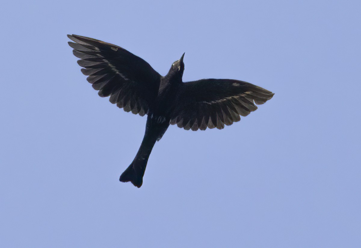 Kara Drongo - ML616029043