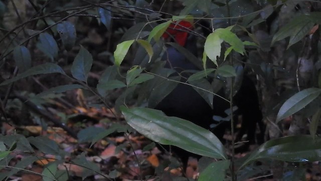 Siamese Fireback - ML616029059