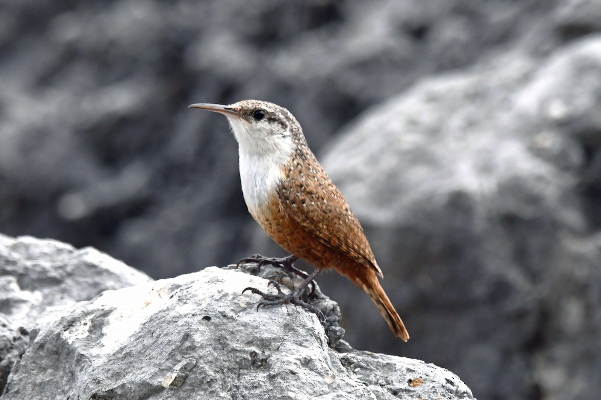 Canyon Wren - ML616029129