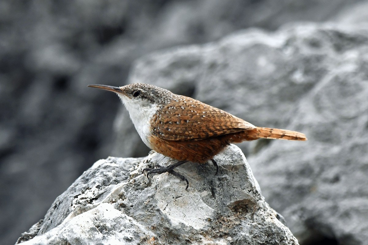 Canyon Wren - ML616029130