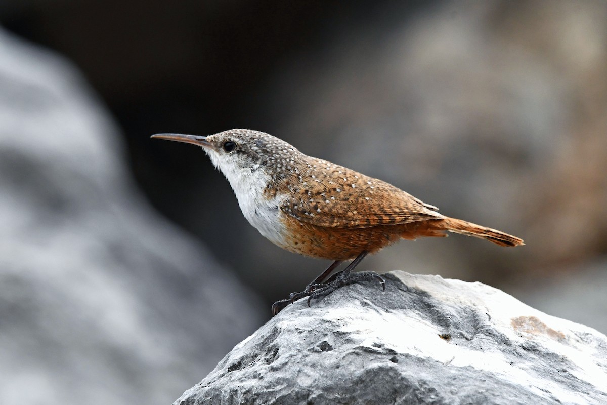 Canyon Wren - ML616029131