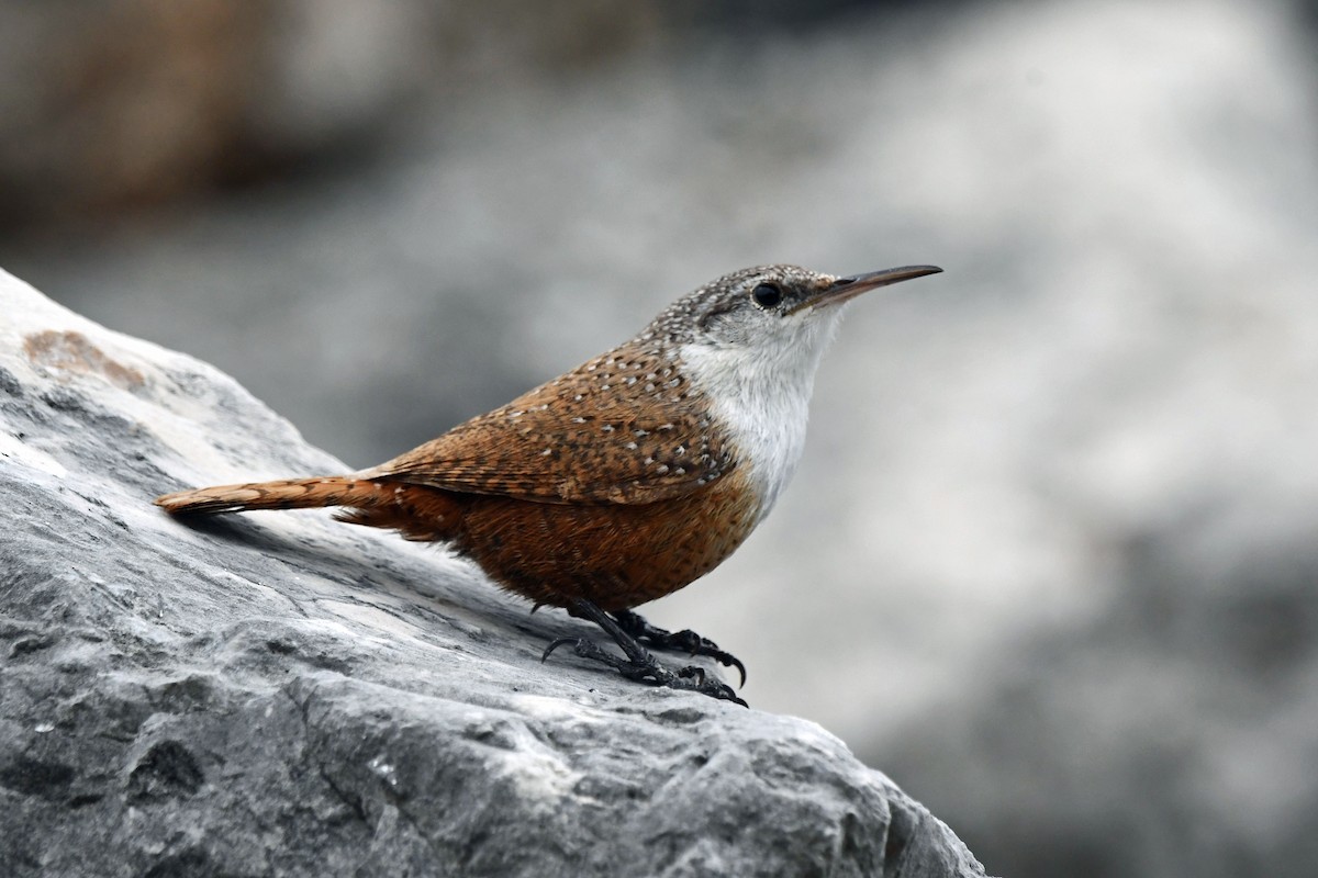 Canyon Wren - Ed Thomas