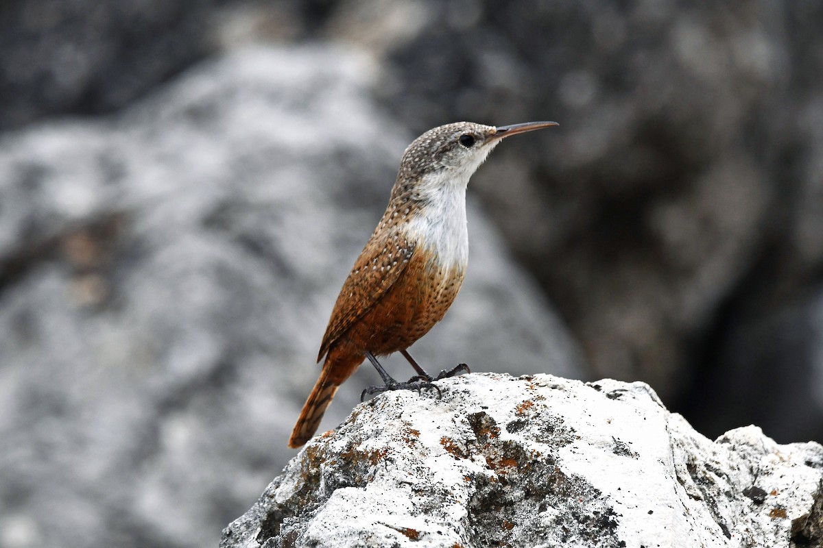 Canyon Wren - ML616029133