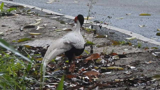 Silver Pheasant - ML616029162