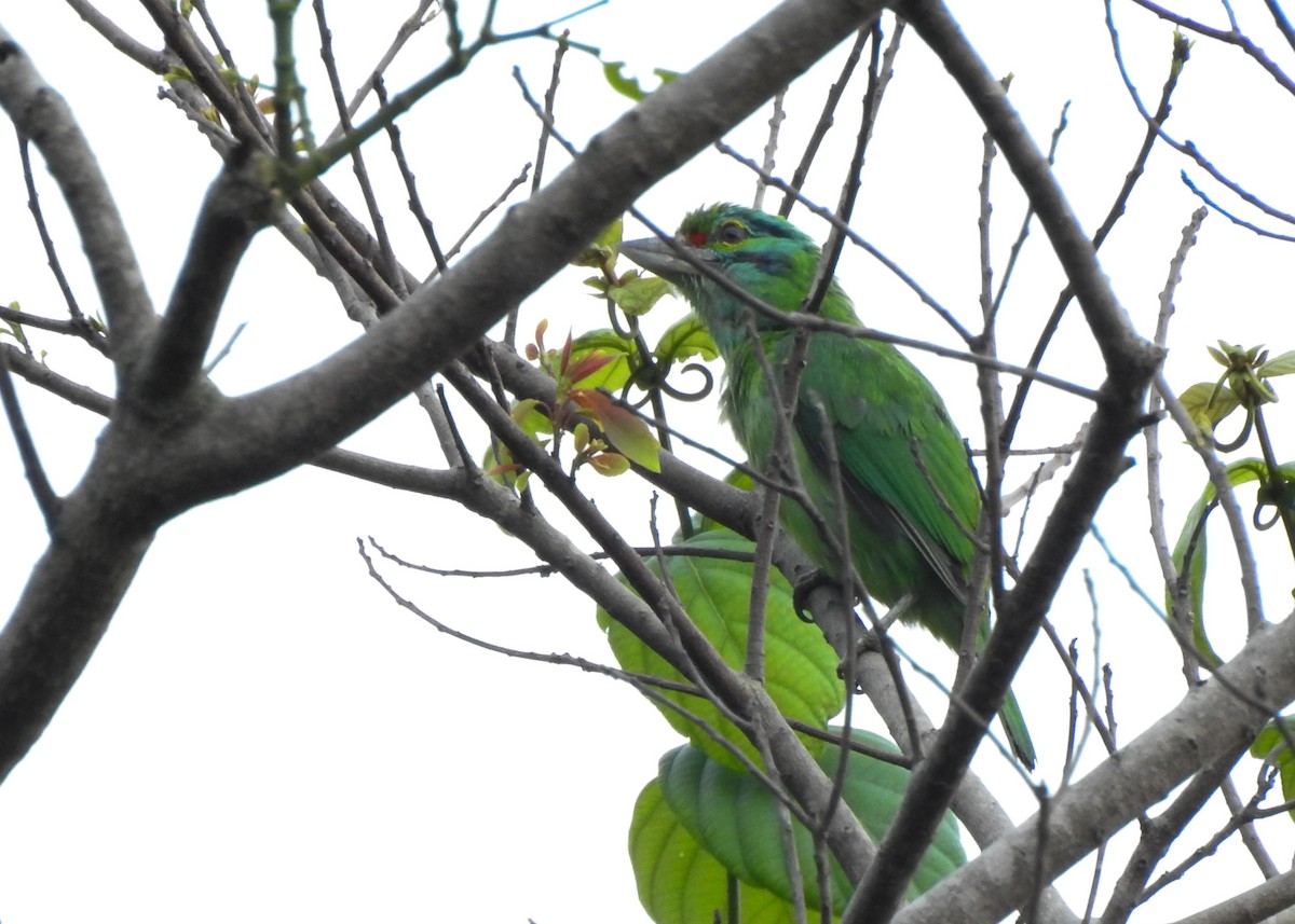 Grünscheitel-Bartvogel - ML616029187