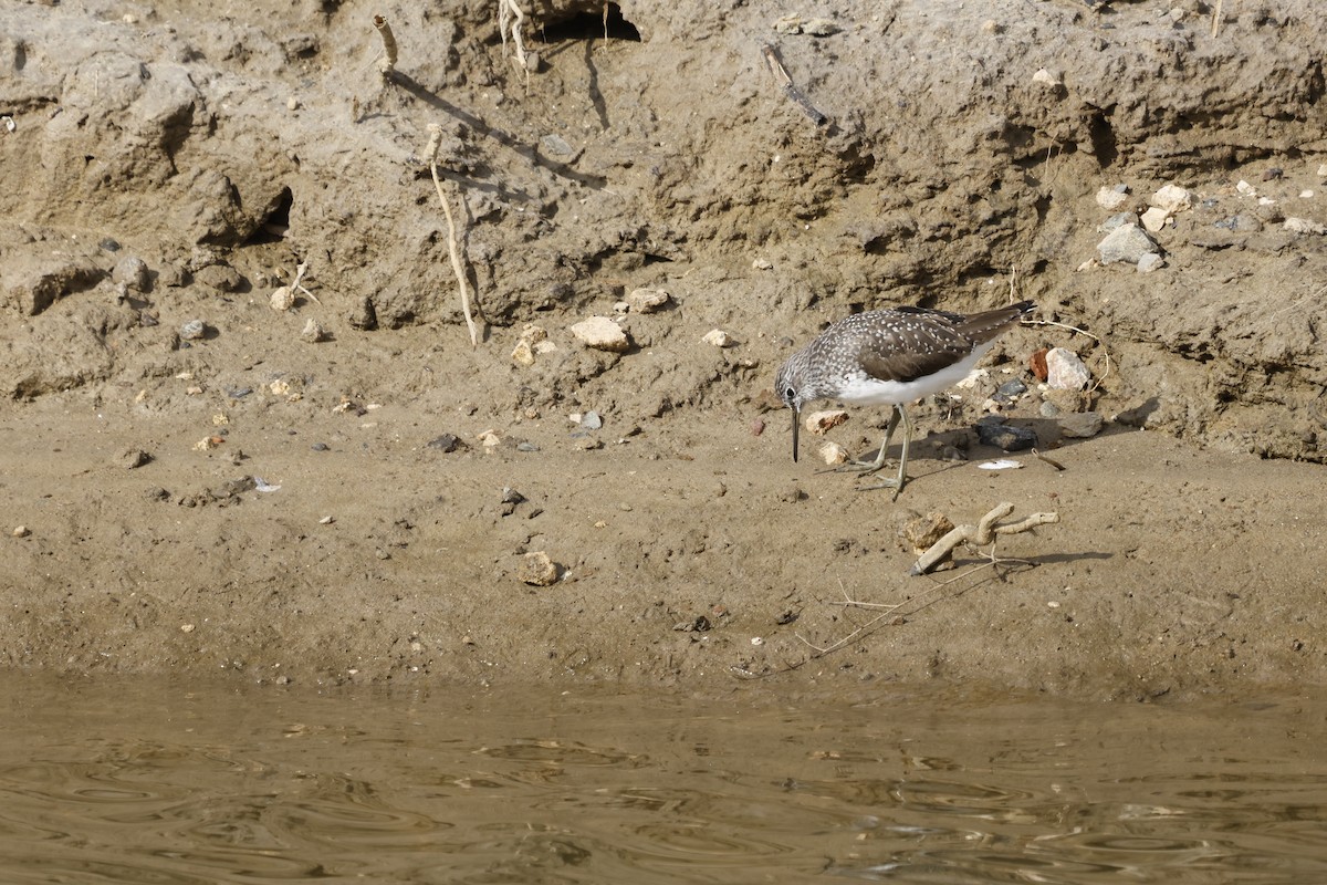 Green Sandpiper - ML616029196