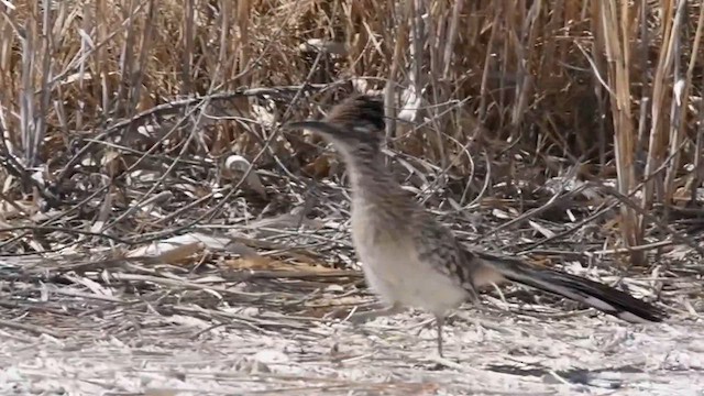 Таязура-подорожник каліфорнійська - ML616029207