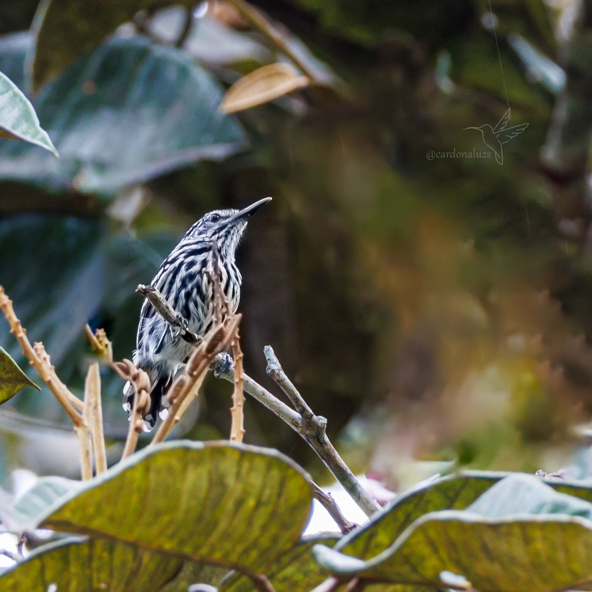 Cherrie's Antwren - Luz S Cardona M