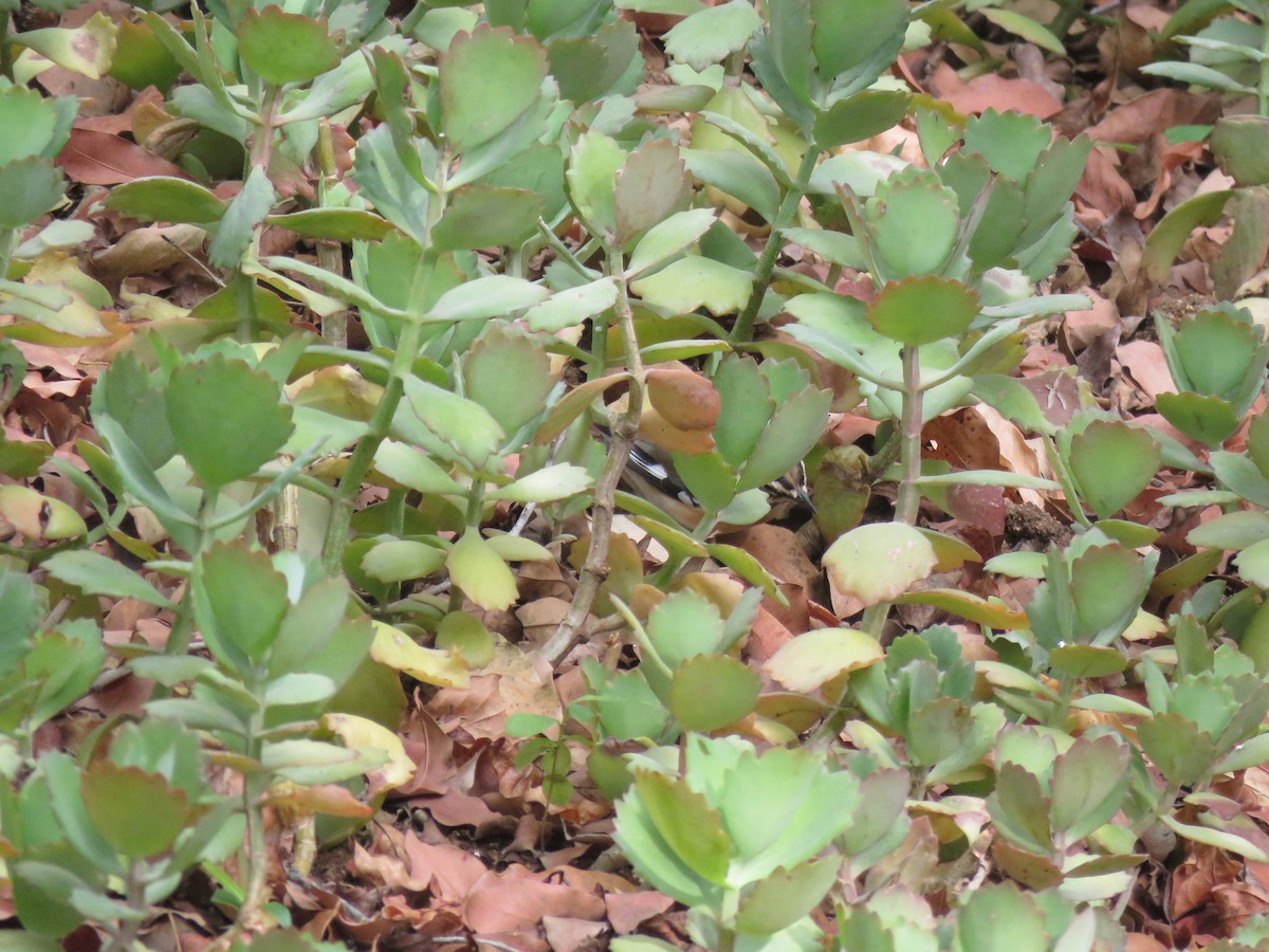 Bearded Scrub-Robin - ML616029294