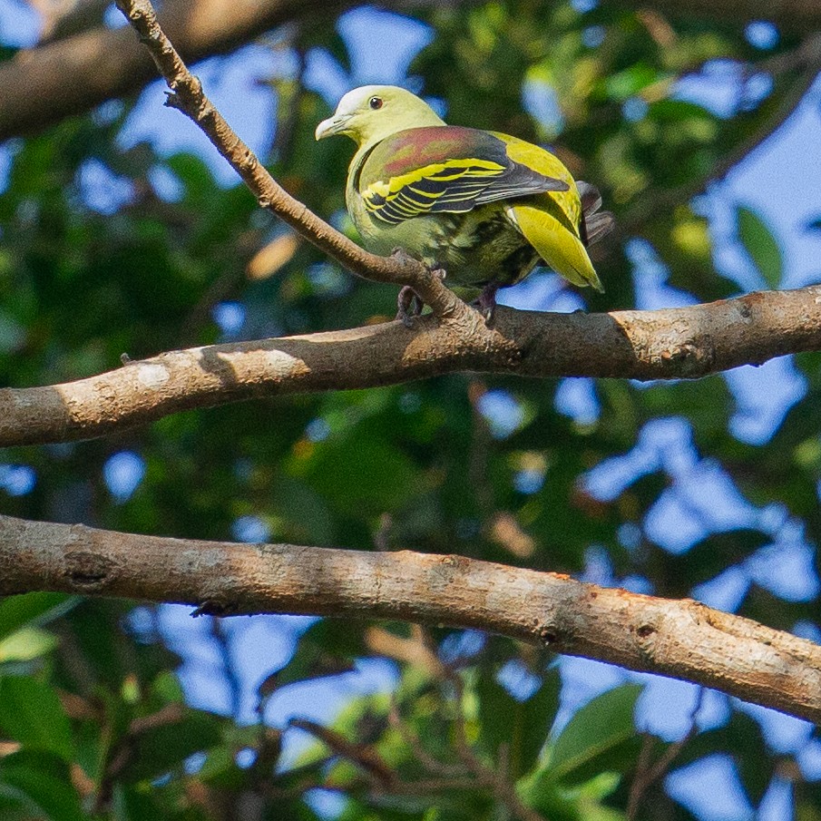 Andaman Green-Pigeon - ML616029295