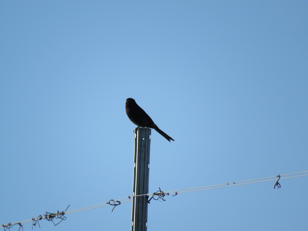 Fork-tailed Drongo - ML616029319