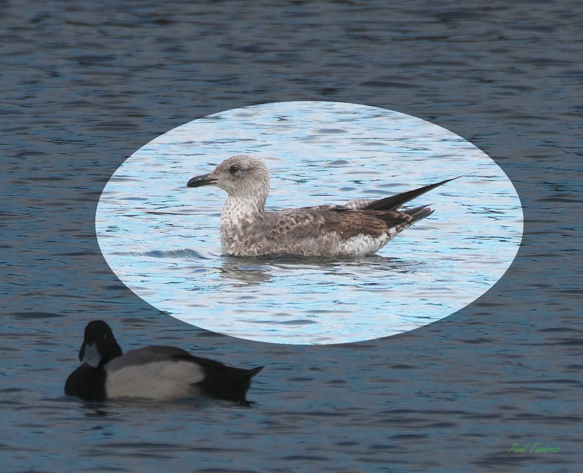 Lesser Black-backed Gull - ML616029328