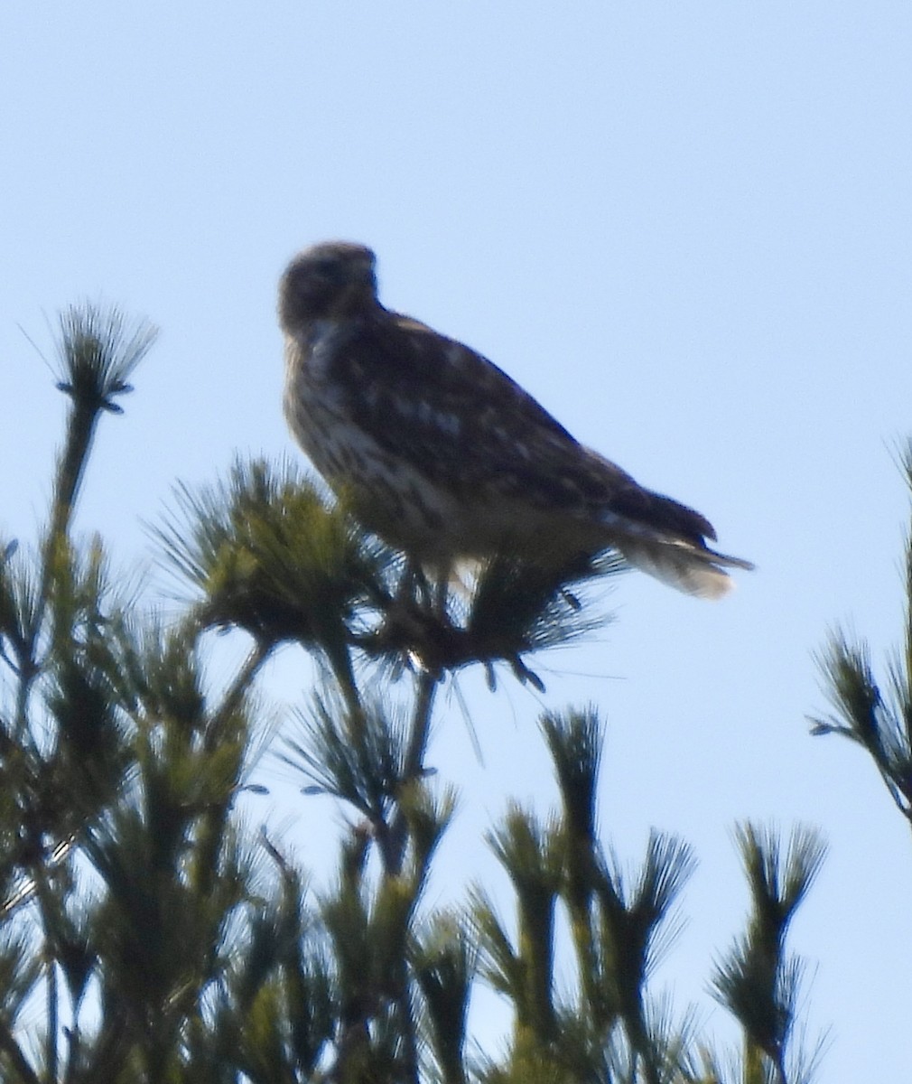 Red-shouldered Hawk - ML616029337